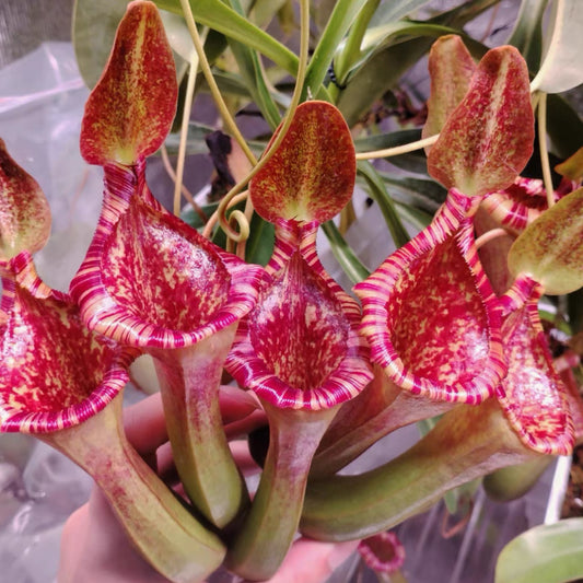 Nepehthes x briggsiana (lowii x  ventricosa-red)