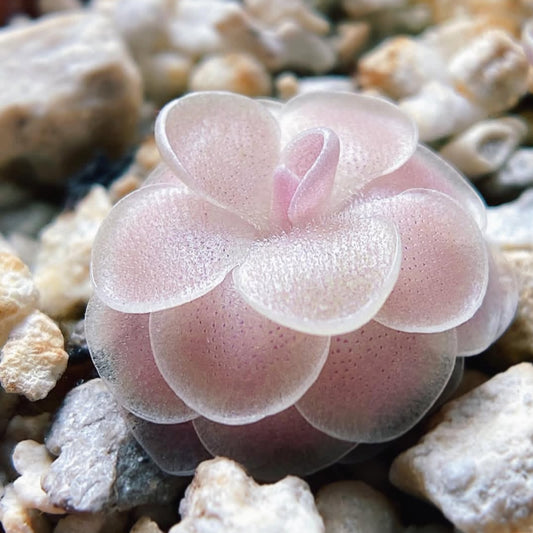 Pinguicula esseriana x gypsicola