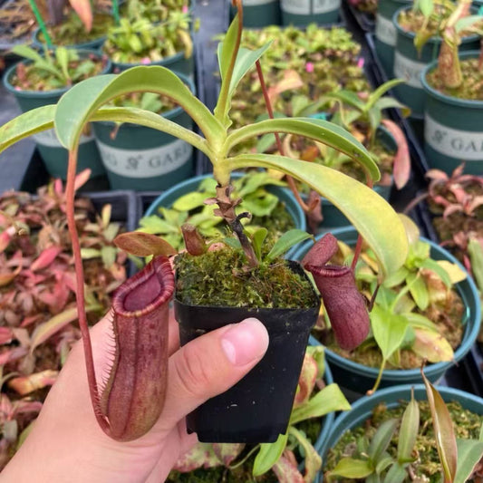 Nepehthes x briggsiana (lowii x  ventricosa-red)